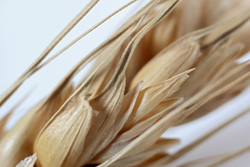 macro with ear of wheat
