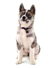 chiot husky femelle