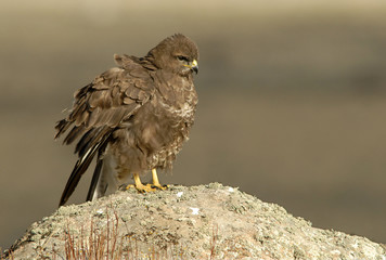 Plumas del aguila ratonero