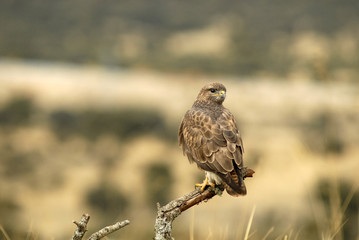 La mirada del ratonero