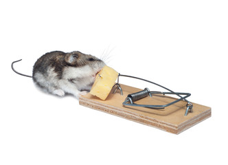 a baby mouse in a mousetrap