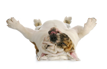 dog upside down