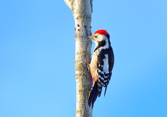 Woodpecker