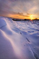 tracks in snow at sunset