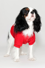 Le Cavalier King Charles
