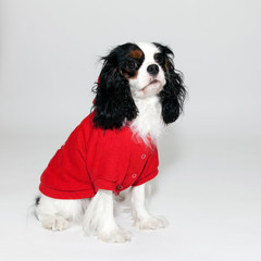 Cavalier King Charles  assis