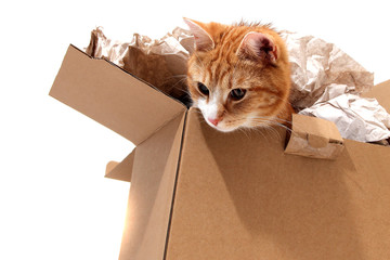 cat in removal box