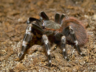 Lasiodora parahybana, Brazilian