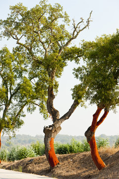 cork oaks, Alentejo, Portugal