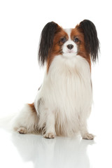 papillion dog