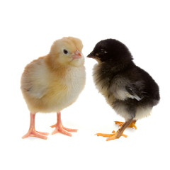 Chickens