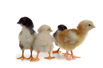 Chickens