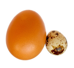 eggs