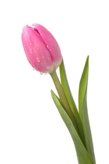 Pink tulip