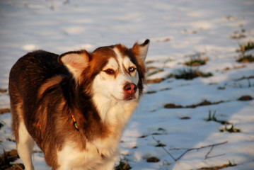 Husky im Schnee