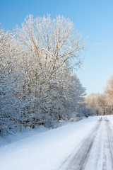Road through snowy wood in wintertime