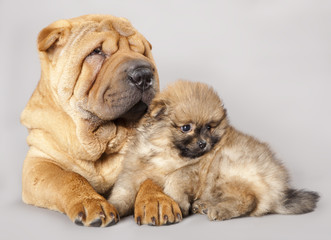 shar pei puppy and Spitz