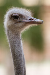 Portrait of an ostrich