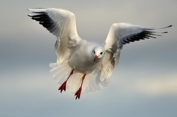 Möwe