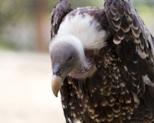 Vulture