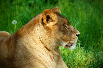 Lioness