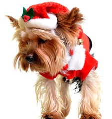 Noël Yorkie