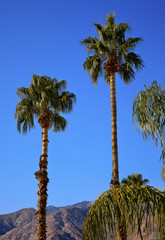 Fan Palms Trees Palm Springs California