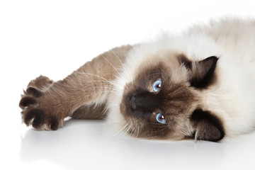 Siamese cat lying on a white background