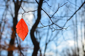 Last leaf of Autumn