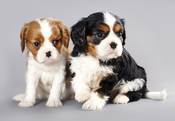 Cavalier King Charles spaniel puppies