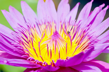 Fototapeta premium Lotus Flower