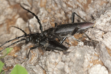 Mating pair of Great capricorn beetles, Cerambyx cerdo