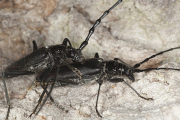 Mating pair of Great capricorn beetles, Cerambyx cerdo