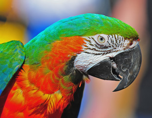 Pretty Macaw checking you out