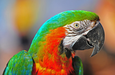 Pretty Macaw checking you out