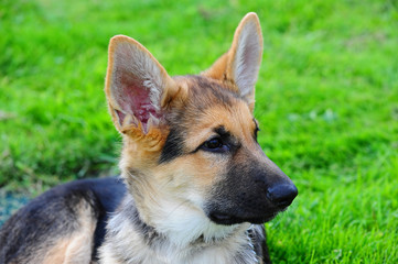 German shepard puppy laying in grass