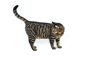 cute cat isolated on white