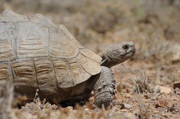 Fototapeta premium leopard tortoise