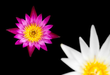 Purple and white lotus on a black background.