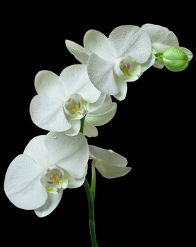 Fototapeta White orchid on black background