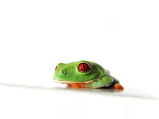 Rotaugenlaubfrosch 118 Agalychnis callidryas