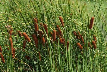 Common Bulrush, cane,  reed, water torch background