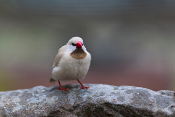 Fawn Shafttail Finch (Poephila acuticauda)
