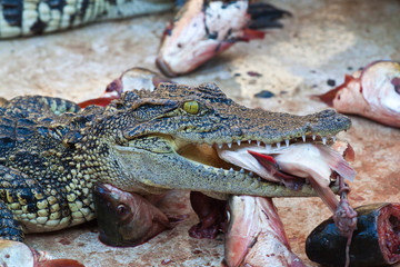 Lunch with Crocodile