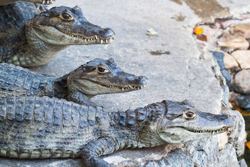 Young Crocodiles resting