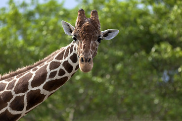 curious Giraffe