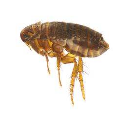 Ctenocephalides felis