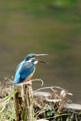 口を開けたカワセミ