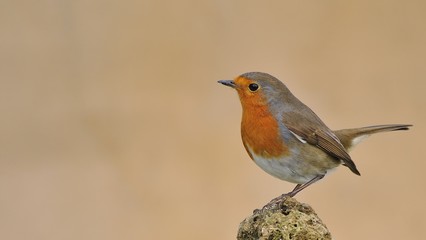 Robin, Erithacus rubecula.