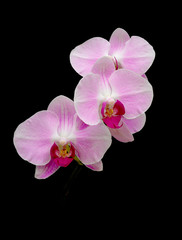 Naklejka na ściany i meble pink orchids on a black background